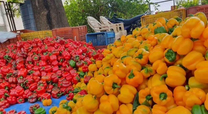With an MBA but no job, she now earns ₹4 crore annually by farming capsicum.